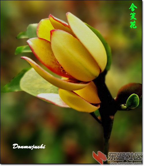 含笑花0987.jpg