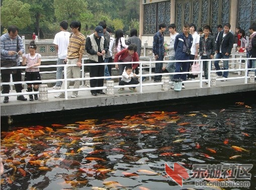 碧潭观鱼1.jpg