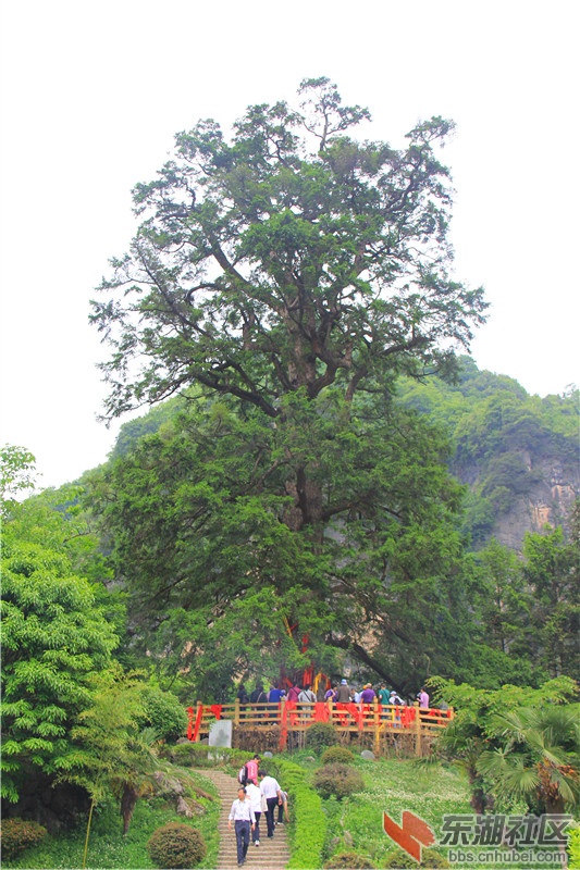 神农架 081_副本.jpg