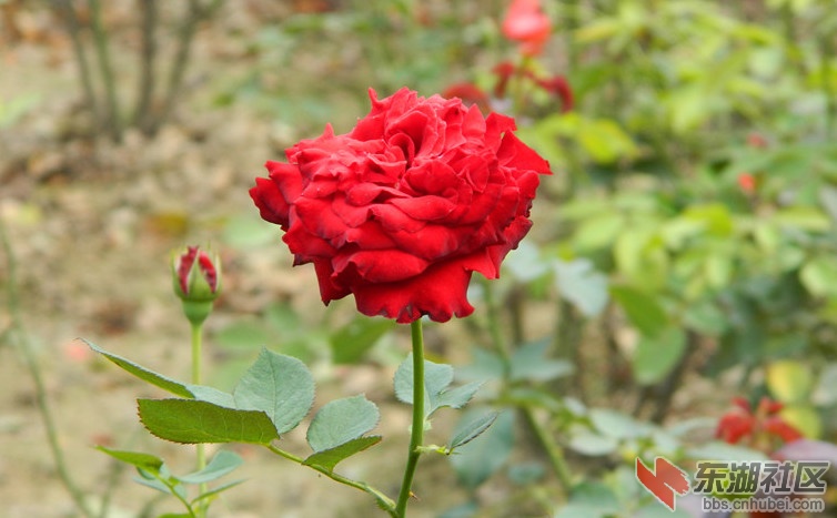 0花儿朵朵开图片14.jpg