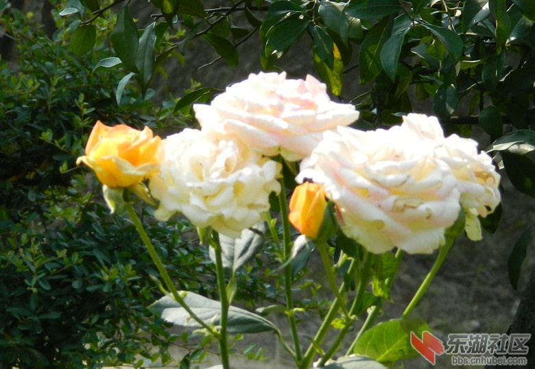 0花儿朵朵开图片10.jpg