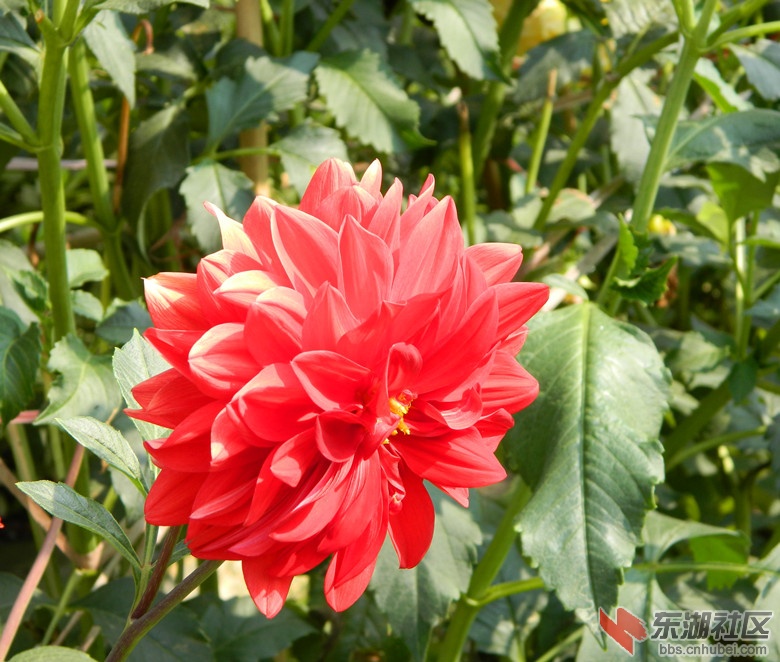 0花儿朵朵开图片11.jpg