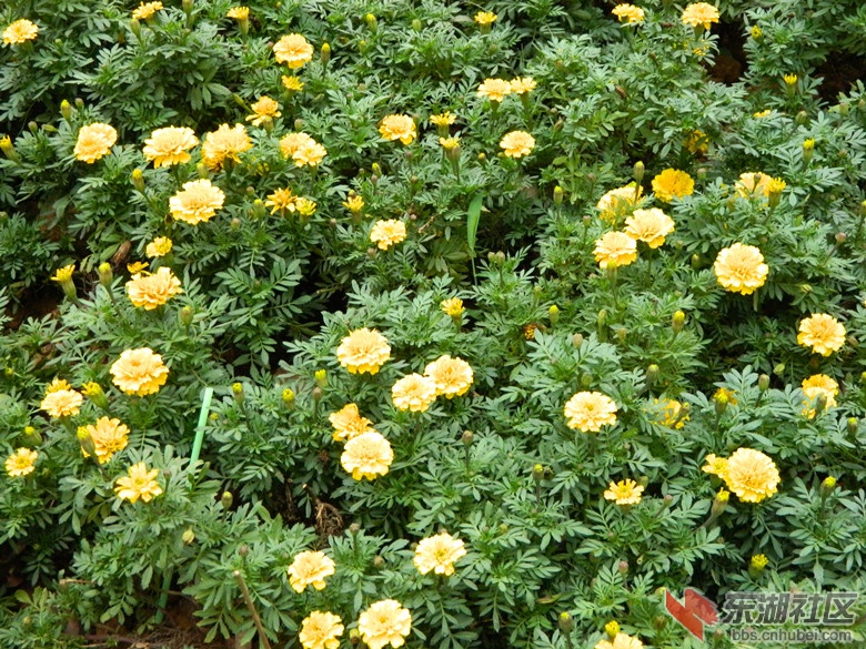 0花儿朵朵开图片18.jpg
