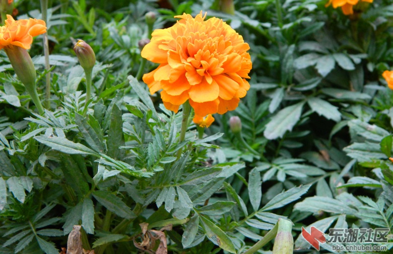 0花儿朵朵开图片19.jpg