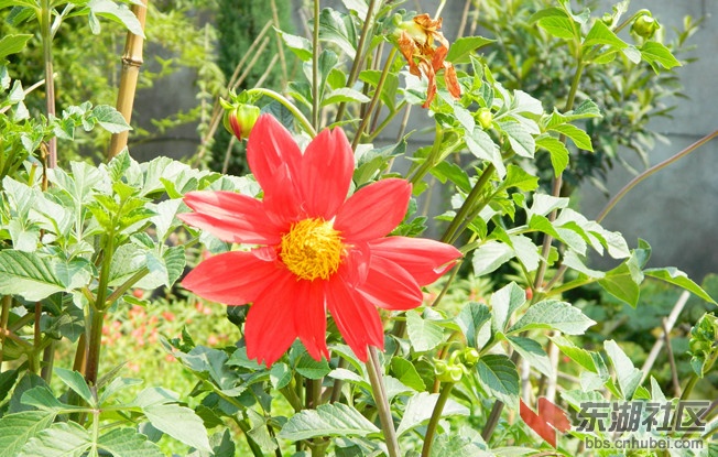 0花儿朵朵开图片20.jpg
