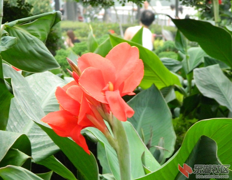 0花儿朵朵开图片22.jpg