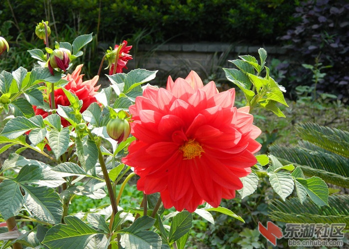 0花儿朵朵开图片23.jpg