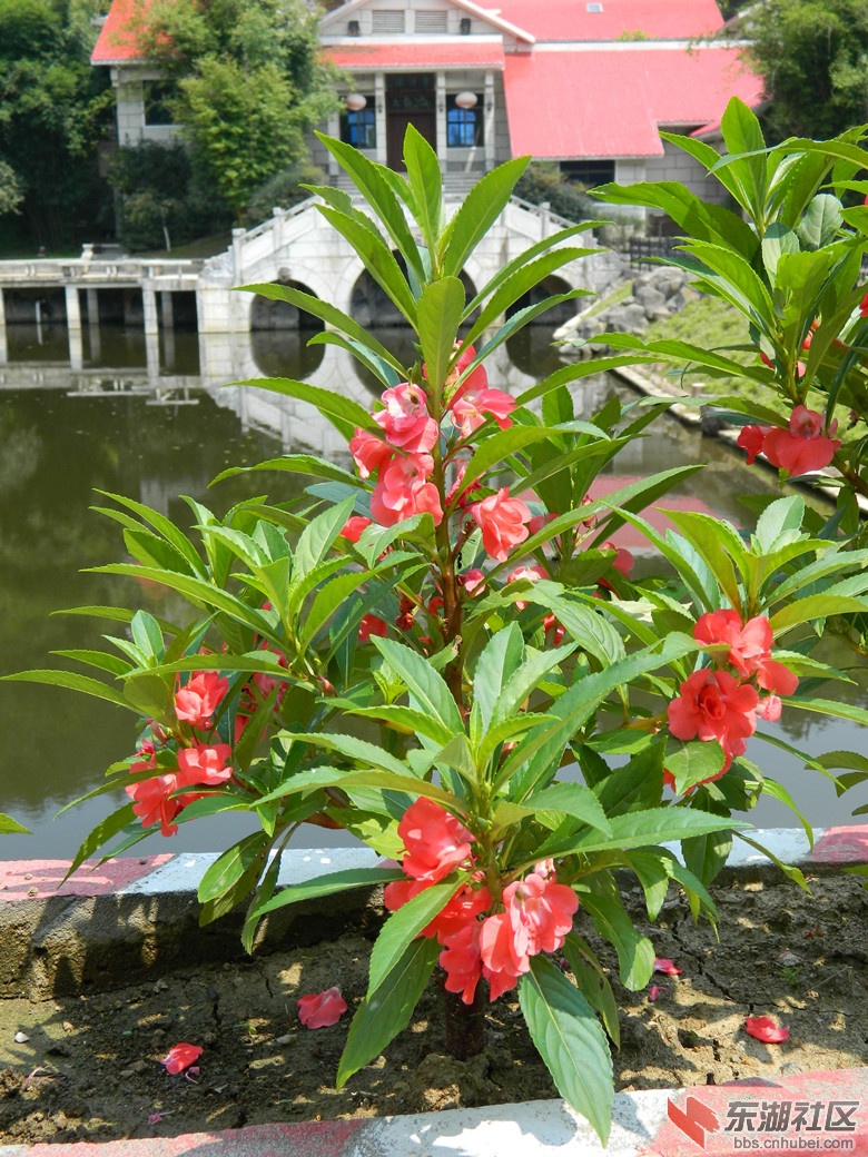 1花儿朵朵开图片4.jpg