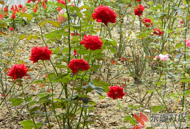 1花儿朵朵开图片005.jpg