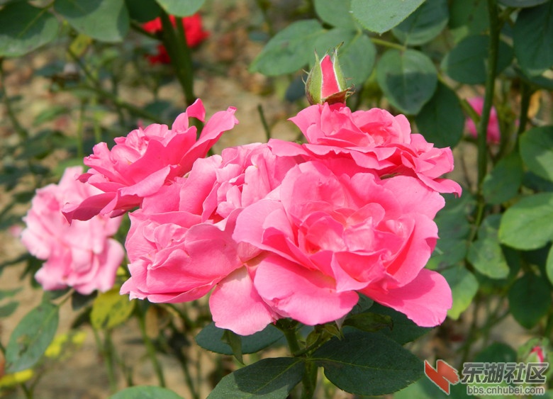 1花儿朵朵开图片05.jpg