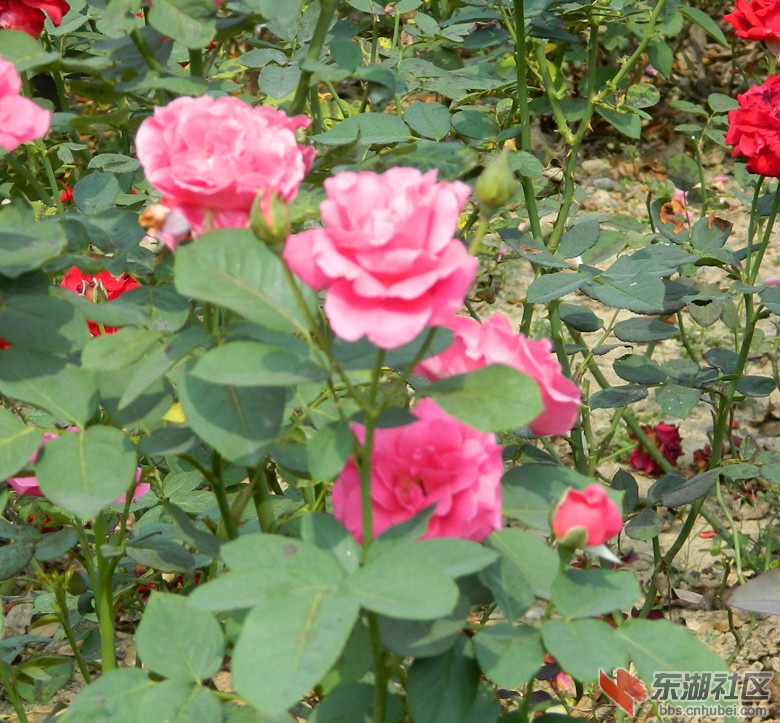 1花儿朵朵开图片06.jpg