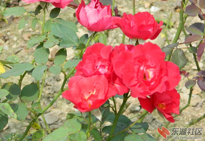 1花儿朵朵开图片07.jpg