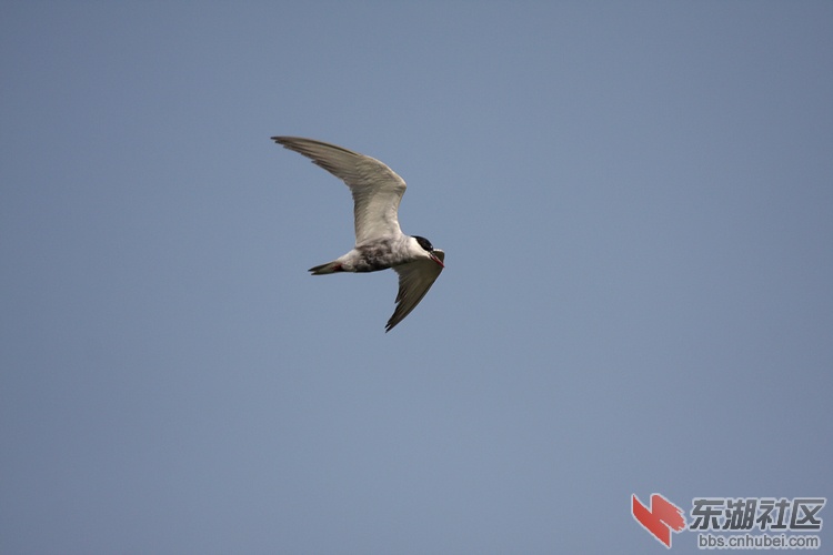 IMG_4089.jpg