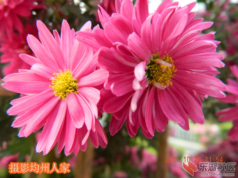 菊花图片38.jpg