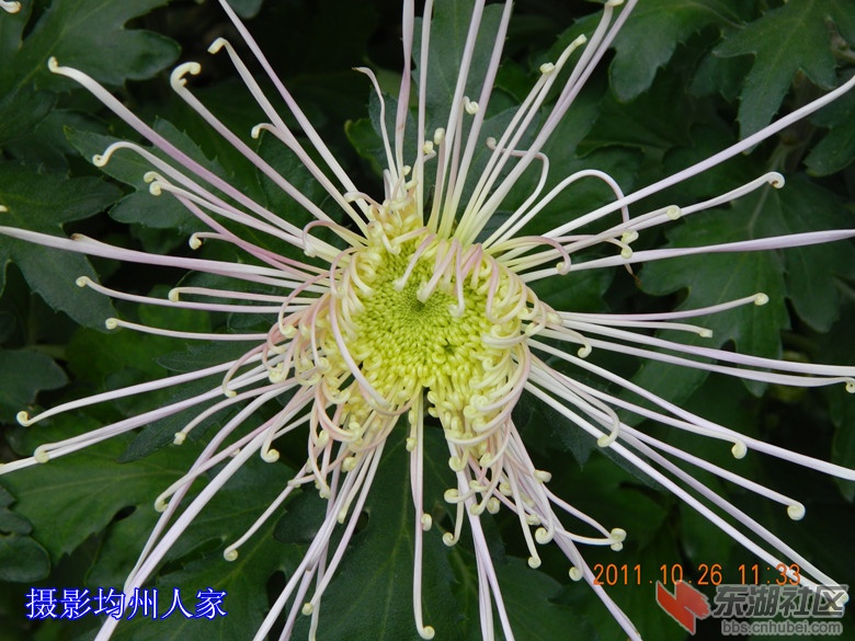 1十月花开图片8.jpg