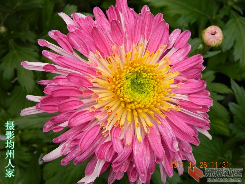 十月花开图片10.jpg