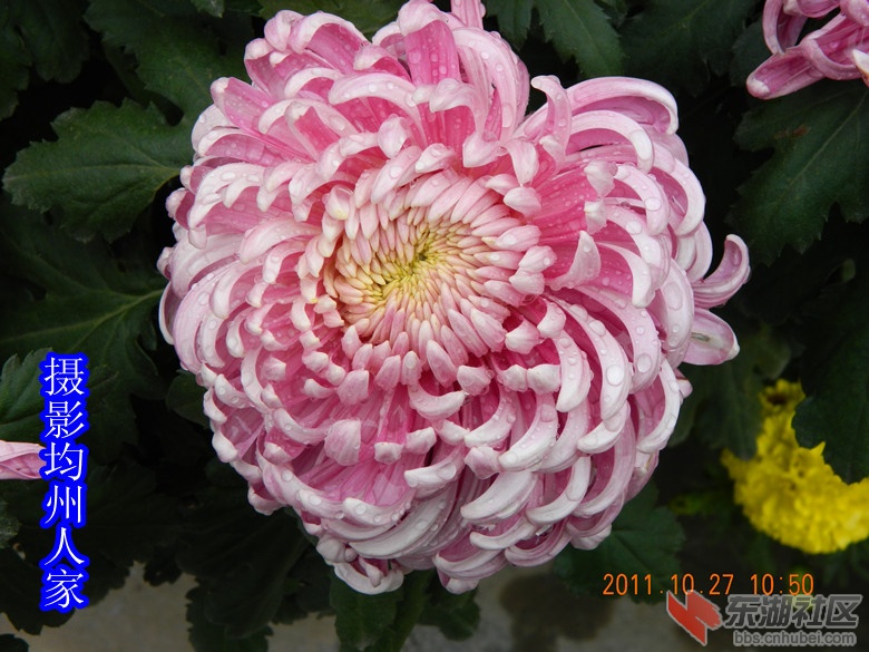 0十月花开图片26.jpg