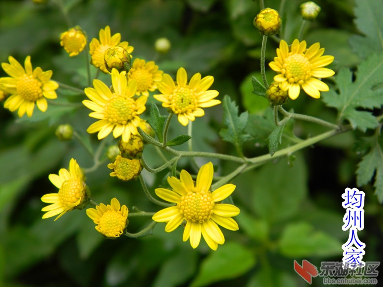 野菊花图片2.jpg