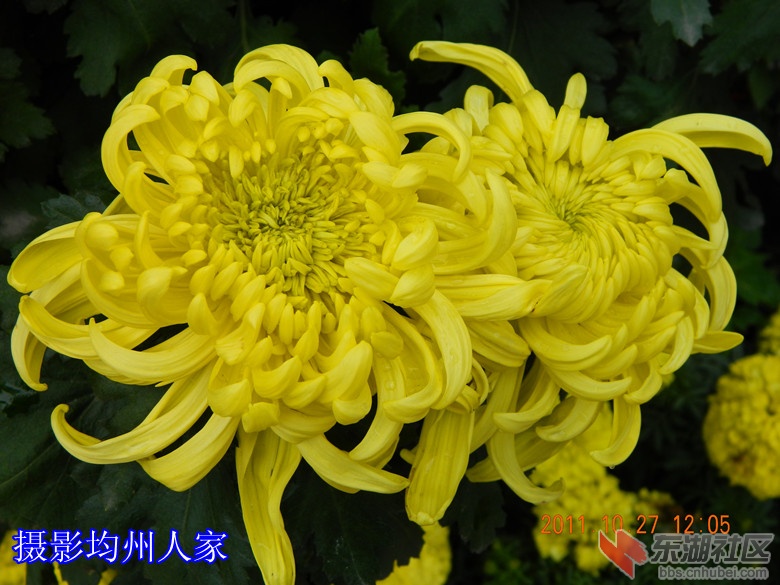 0十月花开图片13.jpg