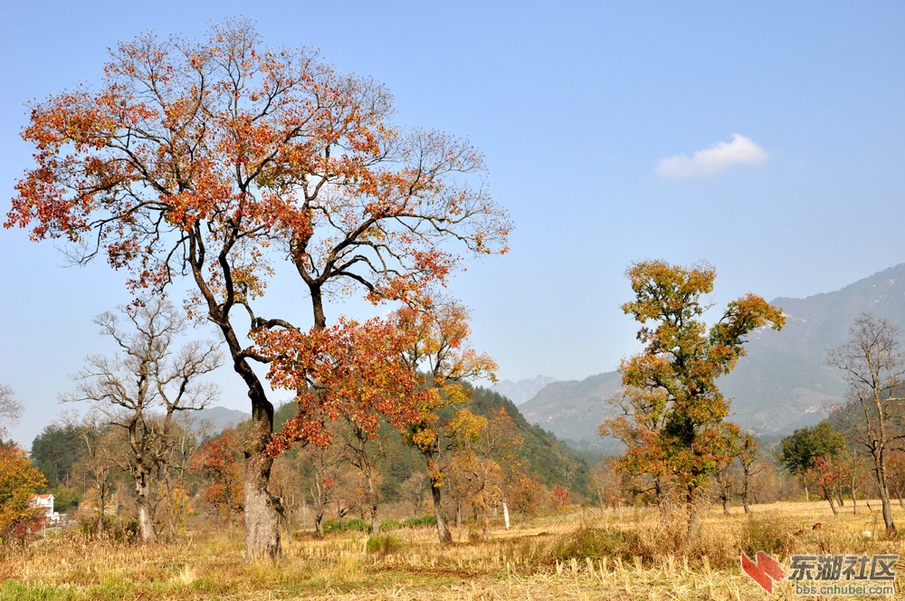 九资河树景3.jpg