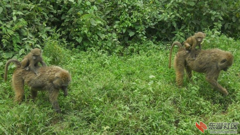 _57205147_13_kenya_baboon_kamonjoh.jpg