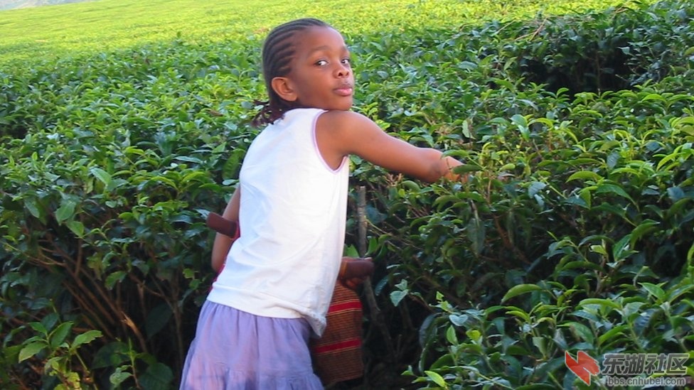 _57204847_12_uganda_tea_mike.jpg