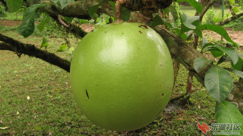 _57204050_09_liberia_calabash_hubertsimmer.jpg