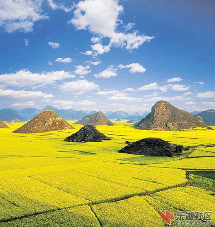罗平油菜花 这不是欧洲 这是云南罗平3.jpg
