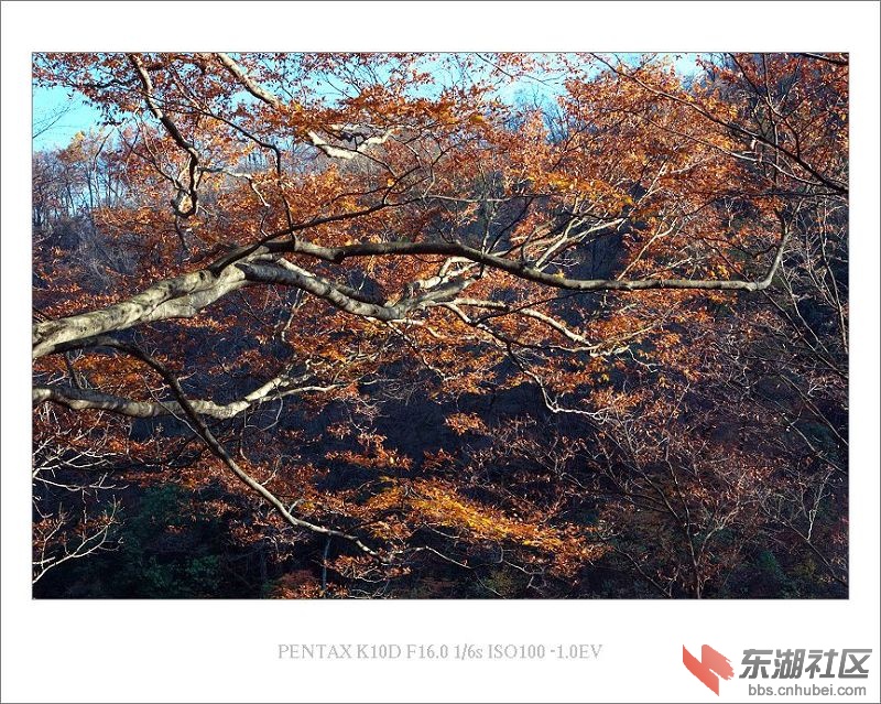 枫叶1.jpg