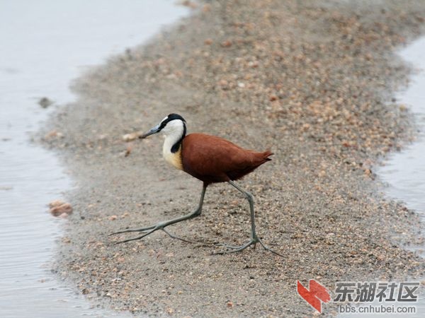 jacana-on-beach_12937_600x450.jpg