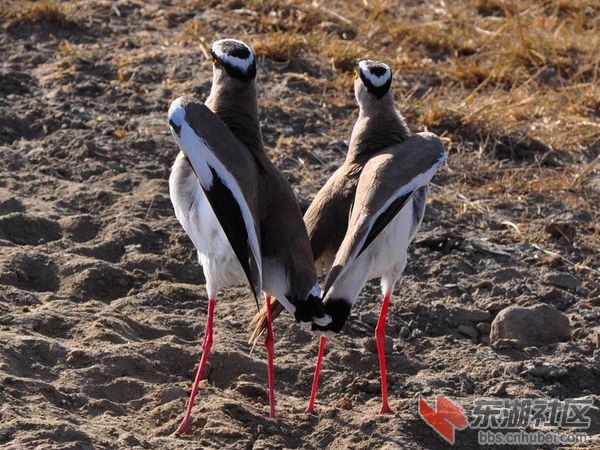 dancing-crowned-lapwings_12928_600x450.jpg