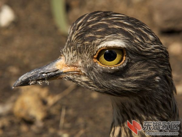 brown-shore-bird-head_12929_600x450.jpg