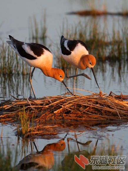 american-avocet-pair-nest_12933_600x450.jpg