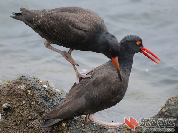 black-oystercatchers_12931_600x450.jpg