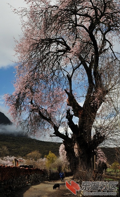 林芝桃花沟桃花