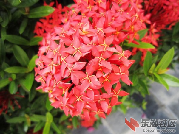 5花.jpg