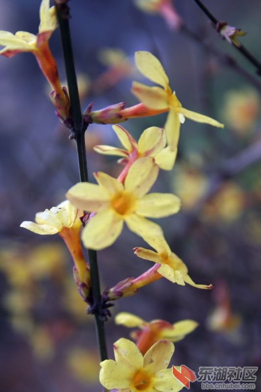 迎春花1.jpg