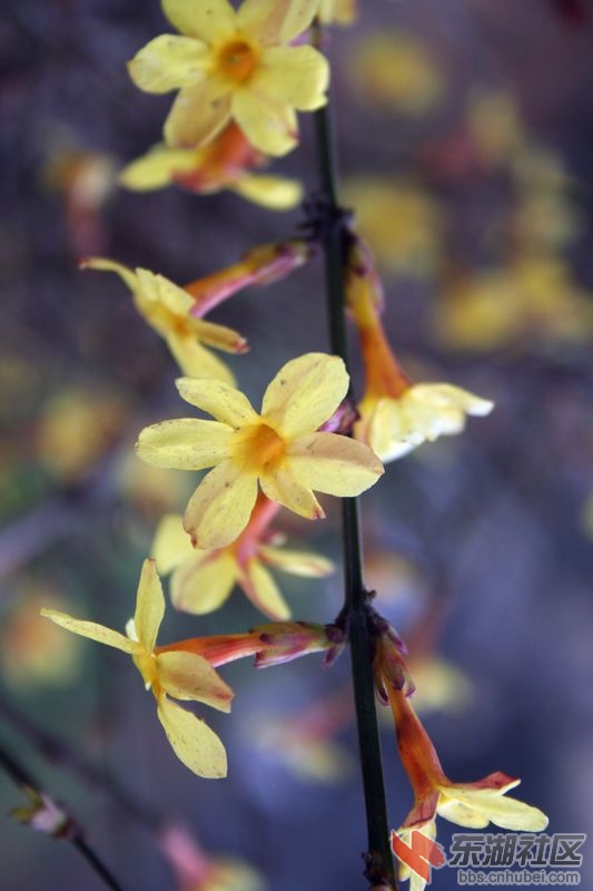 迎春花2.jpg