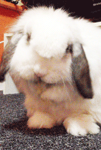 7ef70a1bjw1dql97qwhr6g.gif