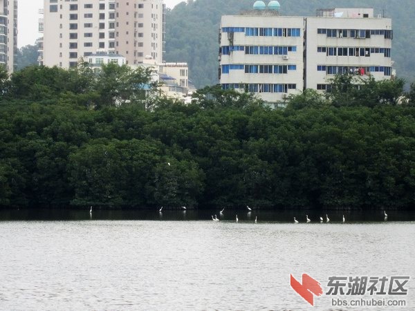 185白鹭.jpg