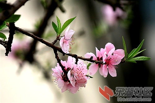 一枝斜出探春深，叶绿花红艳自惊。.jpg