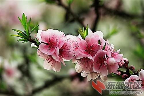 美哉桃花似人面，如许娇羞真堪怜。.jpg