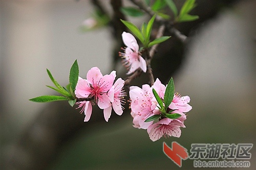 无边春色聚此枝，一丝花蕊一行诗。.jpg