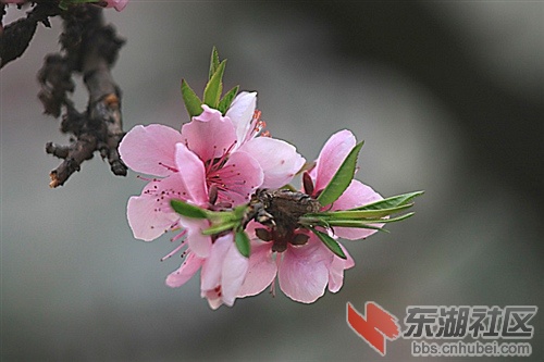 妖娆怒放竞争春，残枝侧畔侥幸存。.jpg