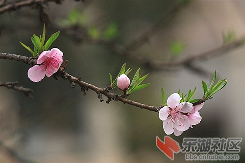 春情弄枝孕蕾胎，苞呼花姐等我来。.jpg