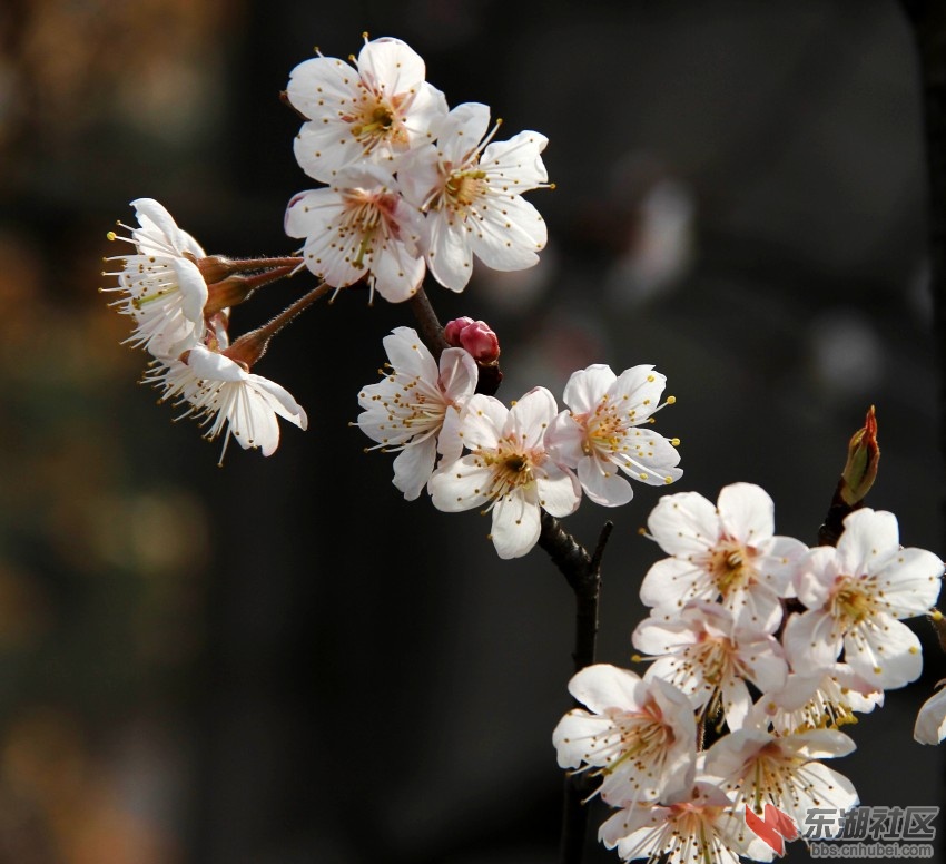IMG_5631_conew1.jpg