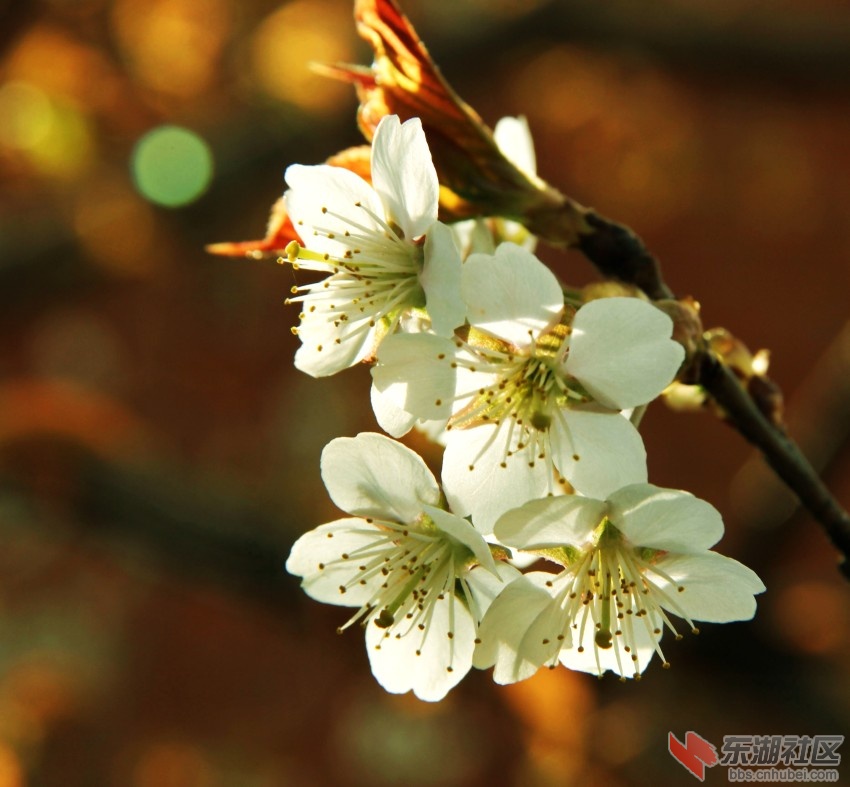 IMG_5650_conew1.jpg