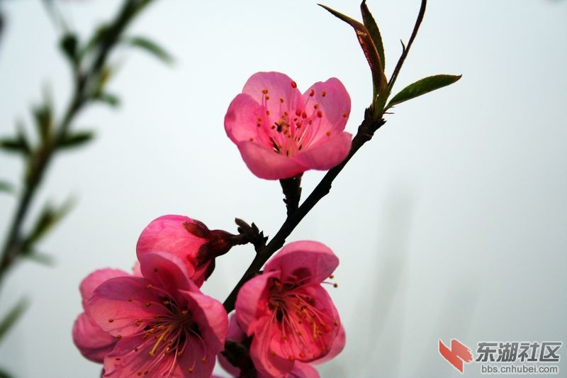 桃花儿4.jpg