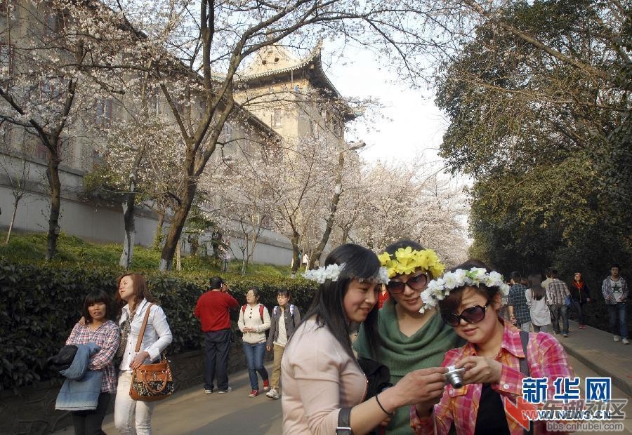 武大樱花盛开 春光烂漫引游客.jpg