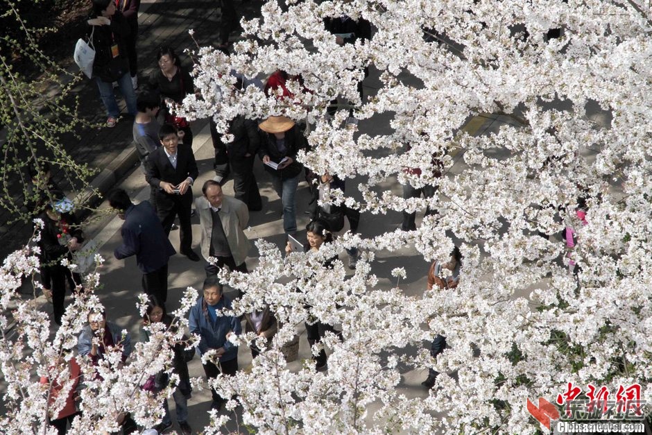 3月31日，阳春三月，武汉春意浓。前往武汉大学校园欣赏樱花的游客络绎不绝，许多旅客.jpg